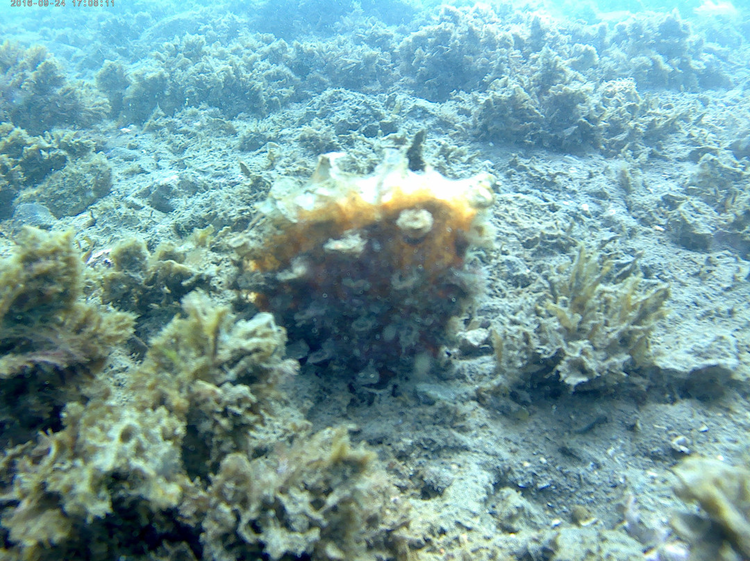 Eco-Dive景点图片
