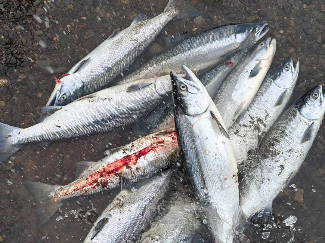 All Time Fishing-Kasilof必去景点