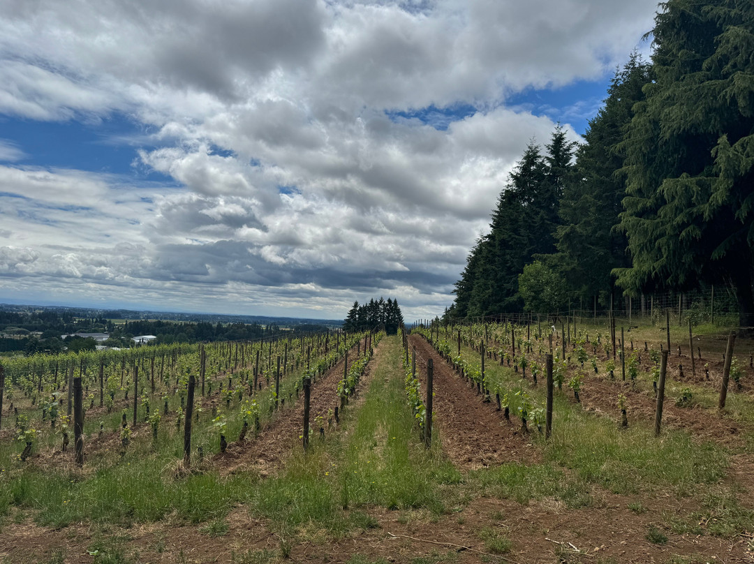 Bergstrom Wines景点图片