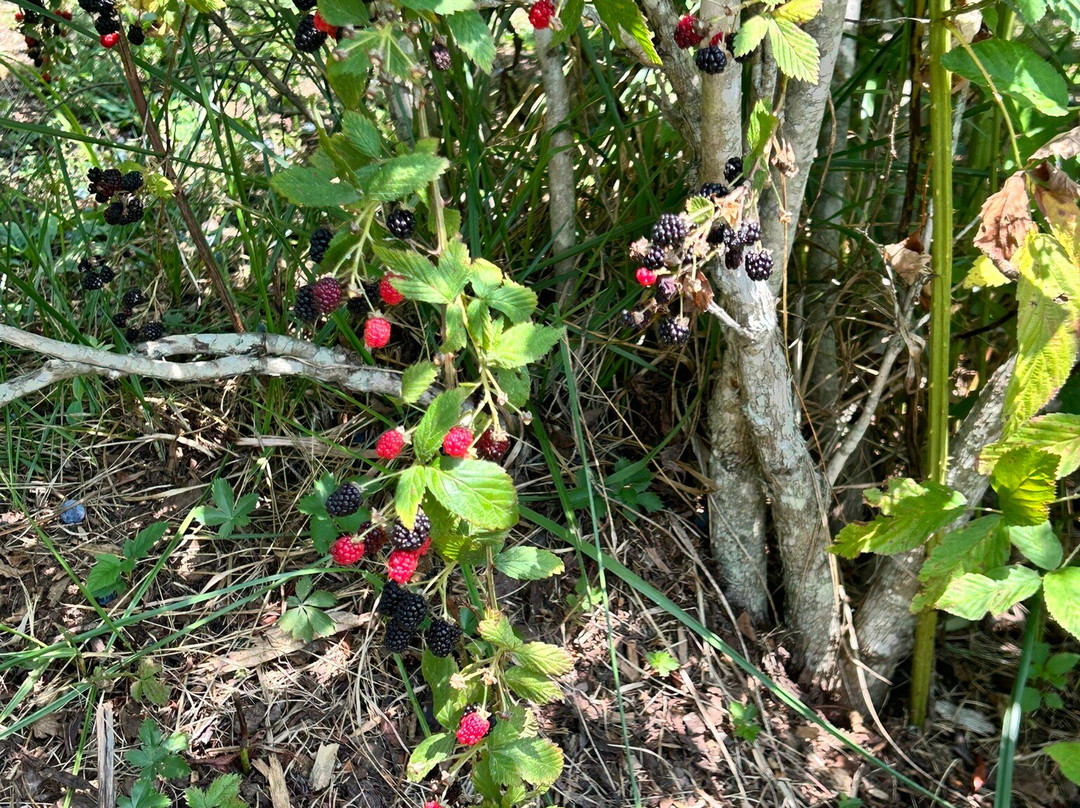 Perry's Berry's Vineyard & Winery景点图片