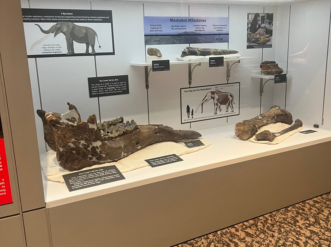 Gray Fossil Site-Gray必去景点