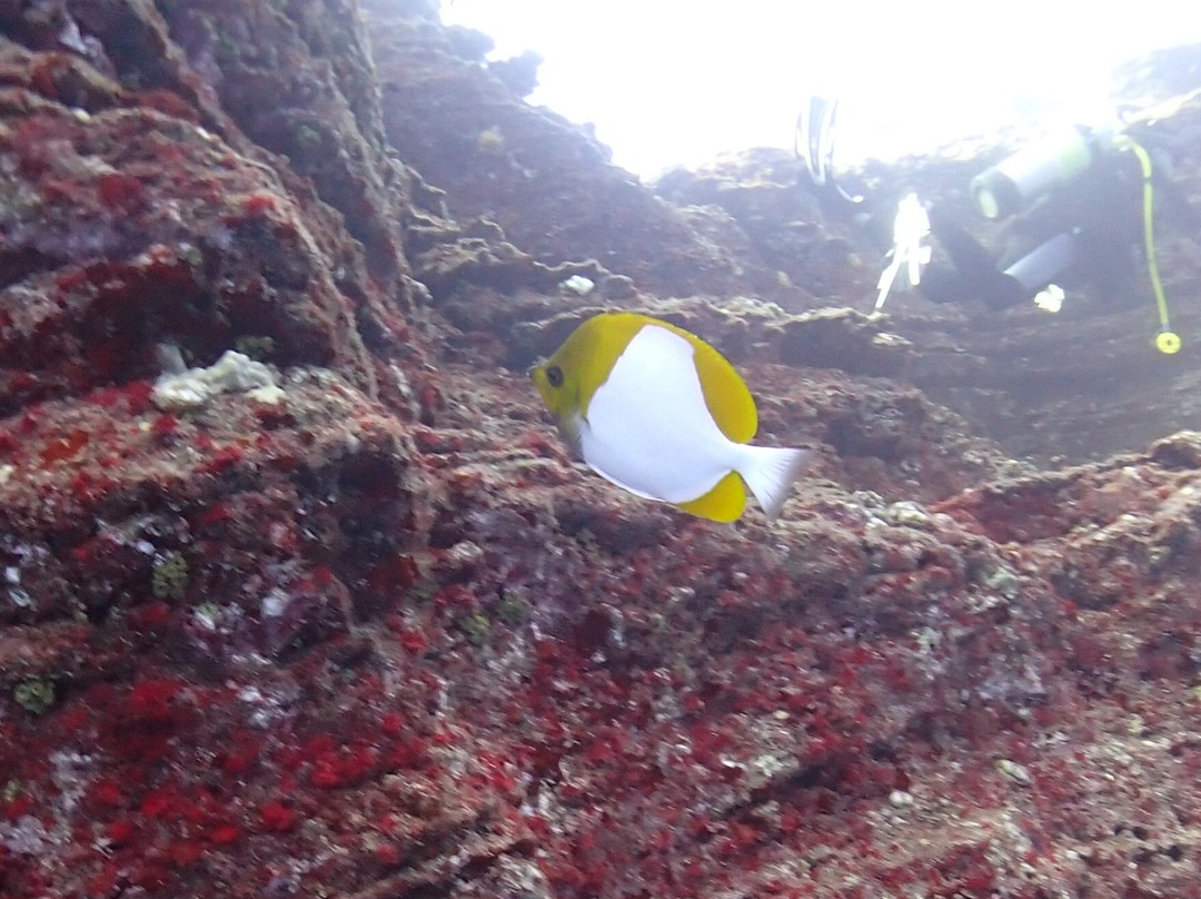 Bubbles Below Scuba Charters-埃里埃利必去景点