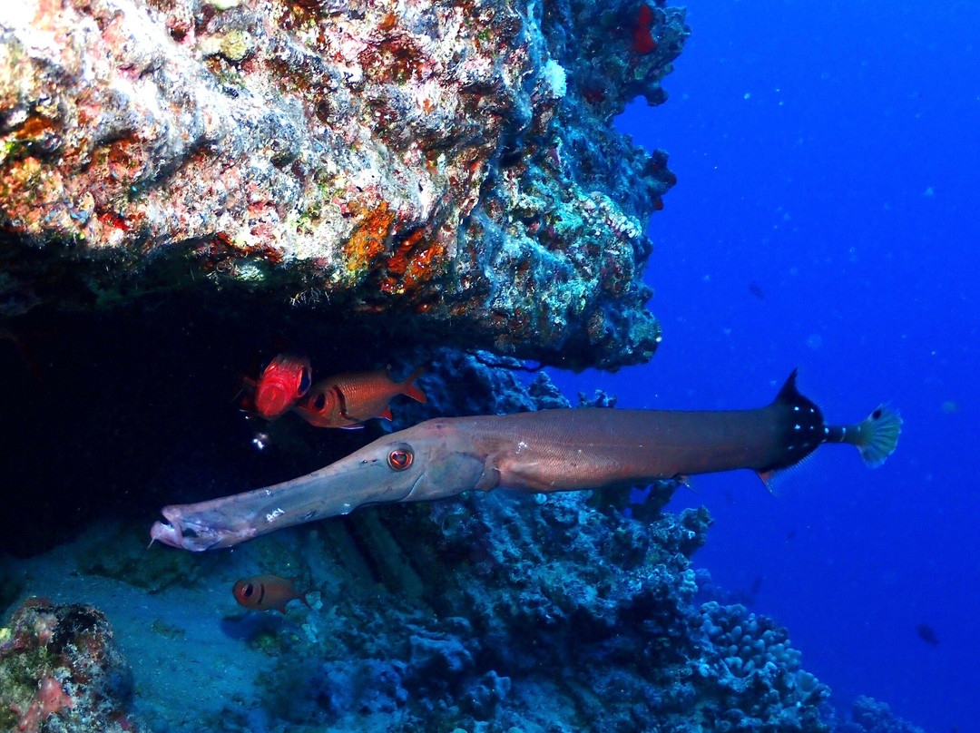 Maui Diamond Sea Sports-玛阿拉也亚必去景点