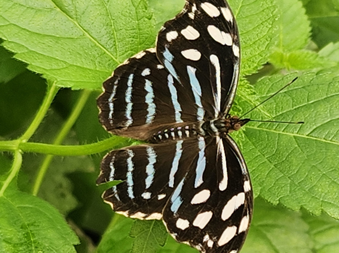 Butterfly House-Put in Bay必去景点