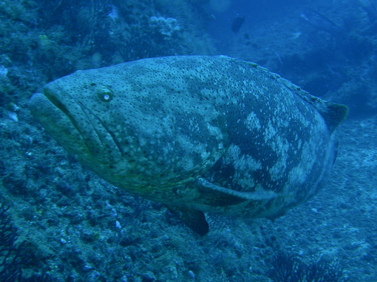 Scubatyme Scuba Charters-庞帕诺比奇必去景点