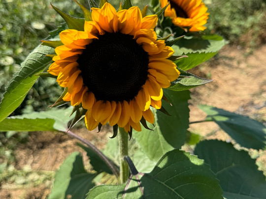 Aaron Family Orchards-Ellijay必去景点