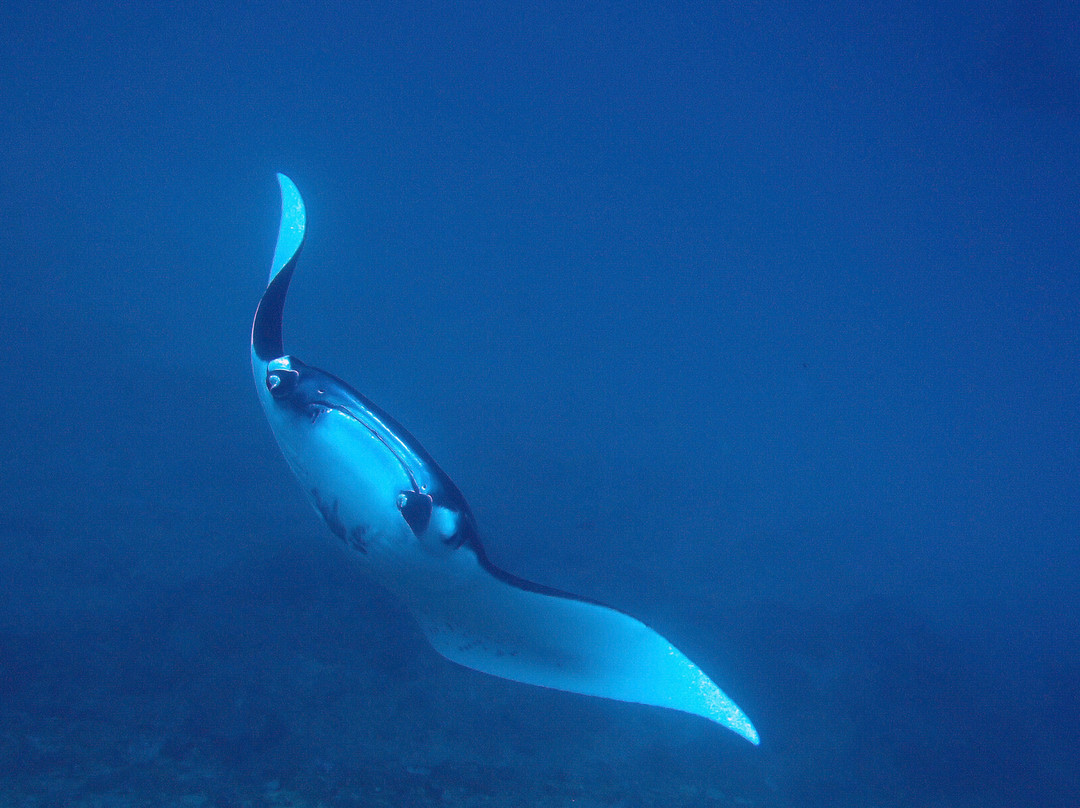 Baliberty私人潜水之旅-沙努尔必去景点