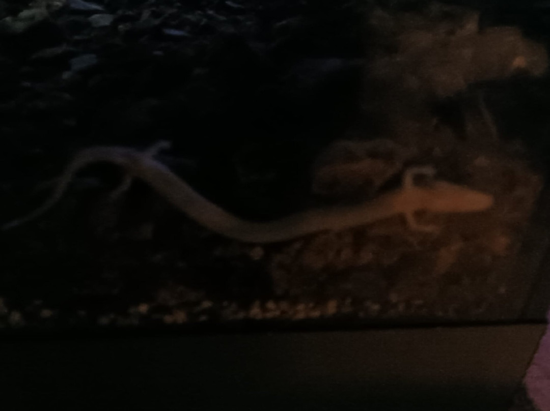 Vivarium-波斯托伊纳必去景点