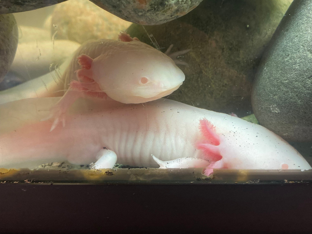 Newfoundland Insectarium-Reidville必去景点