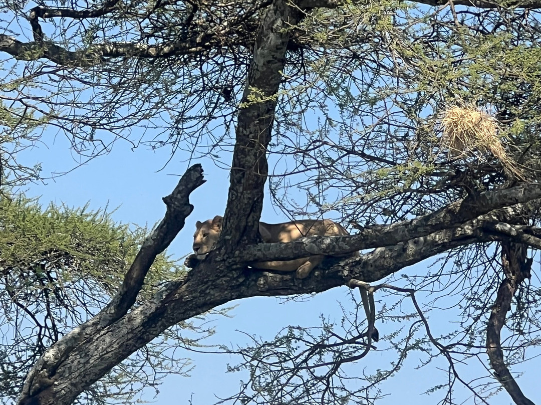 Tanzania Destination-阿鲁沙必去景点