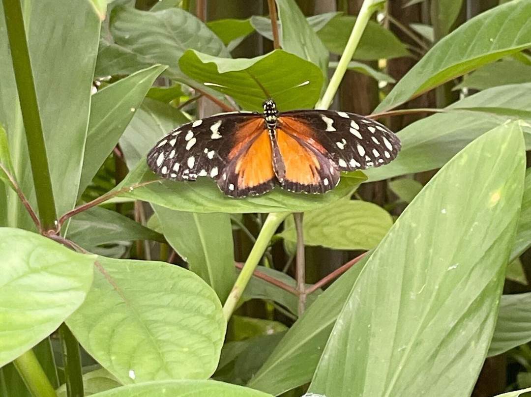 Butterfly World-斯托克顿提斯必去景点