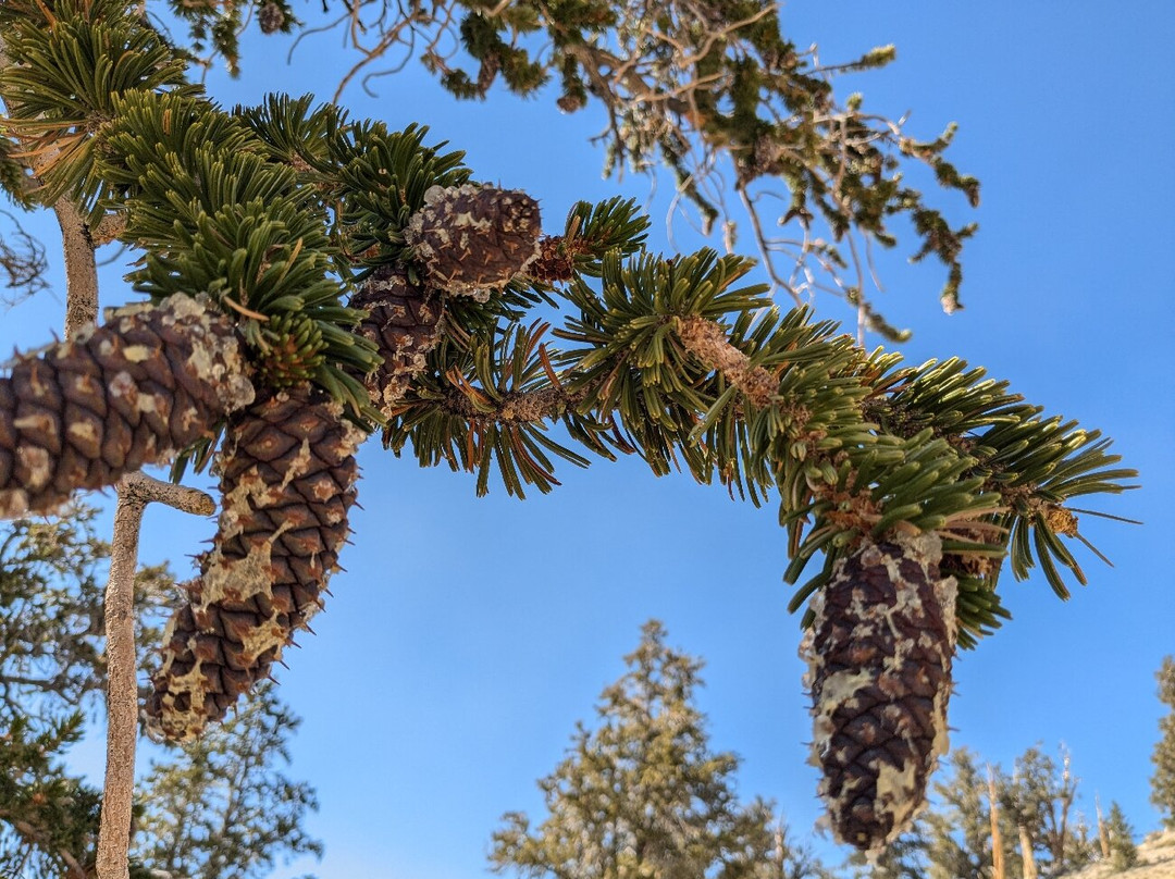 狐尾松古森林-毕晓普必去景点
