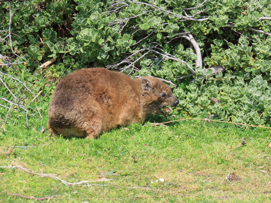 Betty's Bay Main Beach-Betty's Bay必去景点