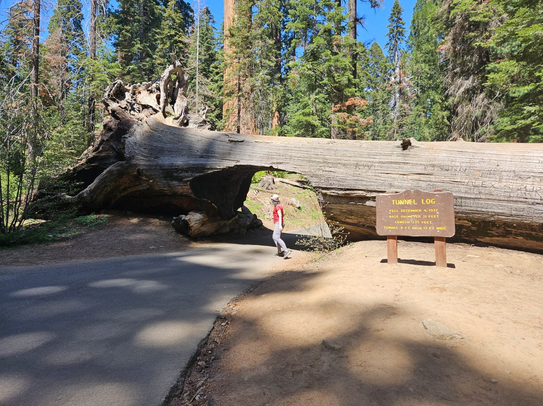 Tunnel Log-红杉&国王峡谷国家公园必去景点