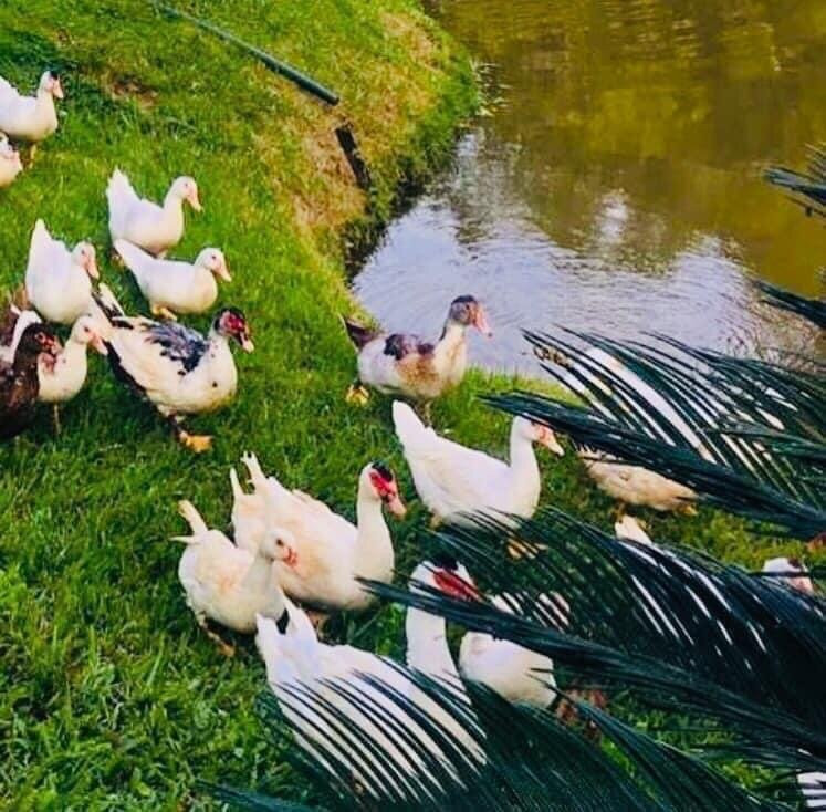 Hotel Fazenda Raposo主图