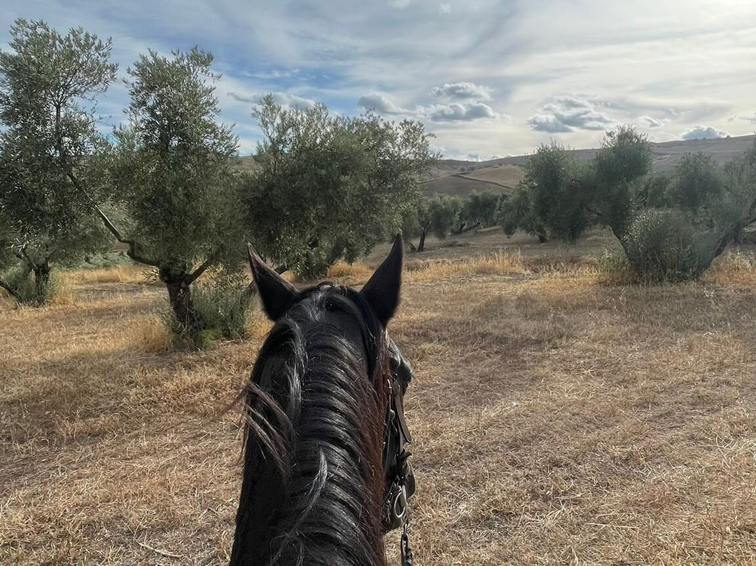 Caballos y Vino景点图片