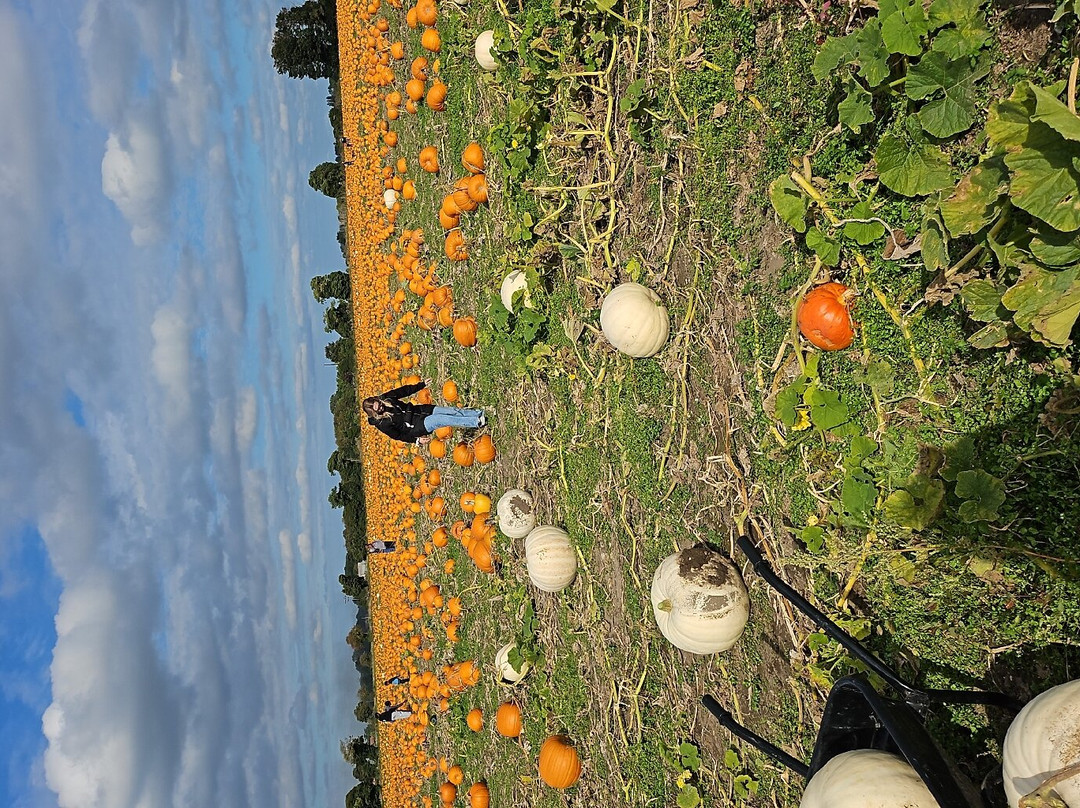 Undley Pumpkin Patch & Maize Maze景点图片