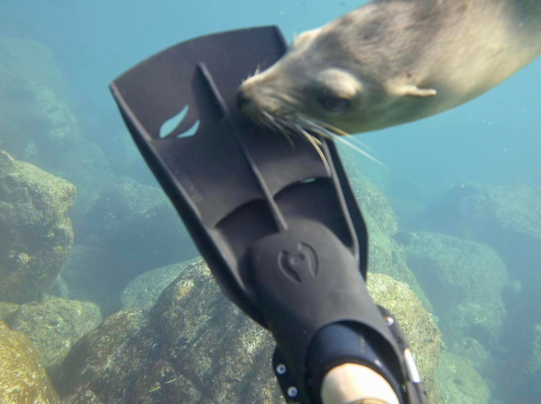 Buceo Carey-拉巴斯必去景点