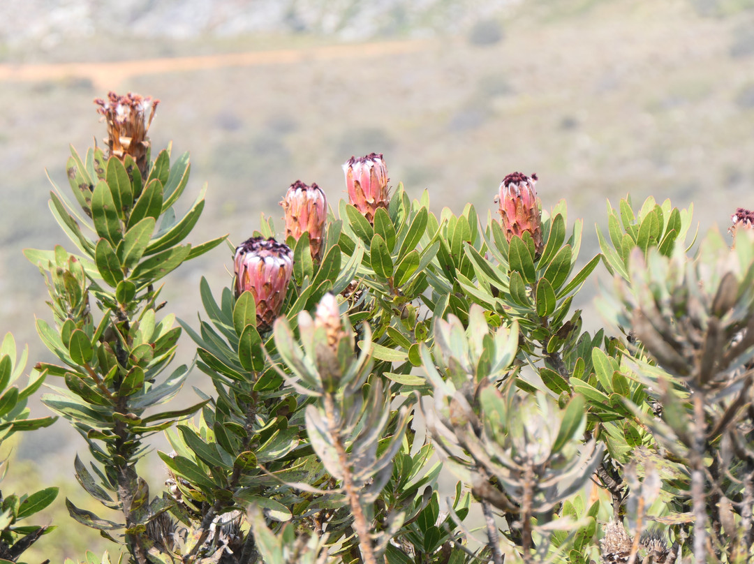 Mont Rochelle Nature Reserve-法兰舒克必去景点