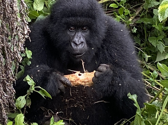 Hope Tours Africa-吉佳利必去景点