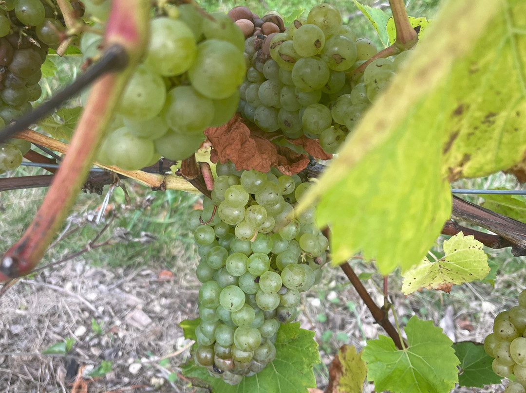 Albury Organic Vineyard景点图片