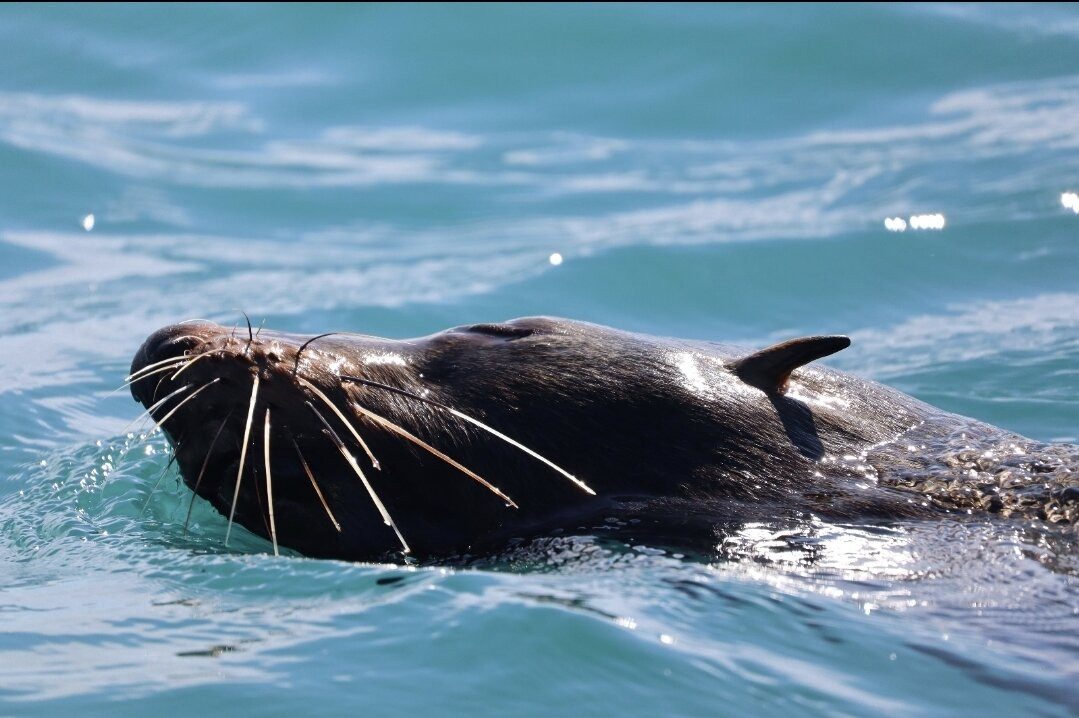 Seal Kayak Kaikoura-Kaikoura必去景点