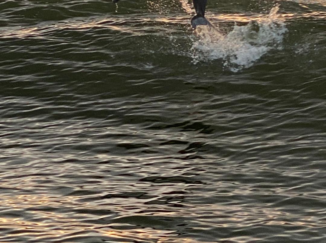 Dolphin Cruise aboard the Cold Mil Fleet-橙色海湾必去景点
