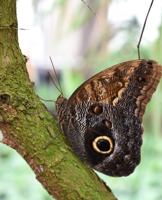 Eifalia Schmetterlingsgarten-Ahrhutte必去景点