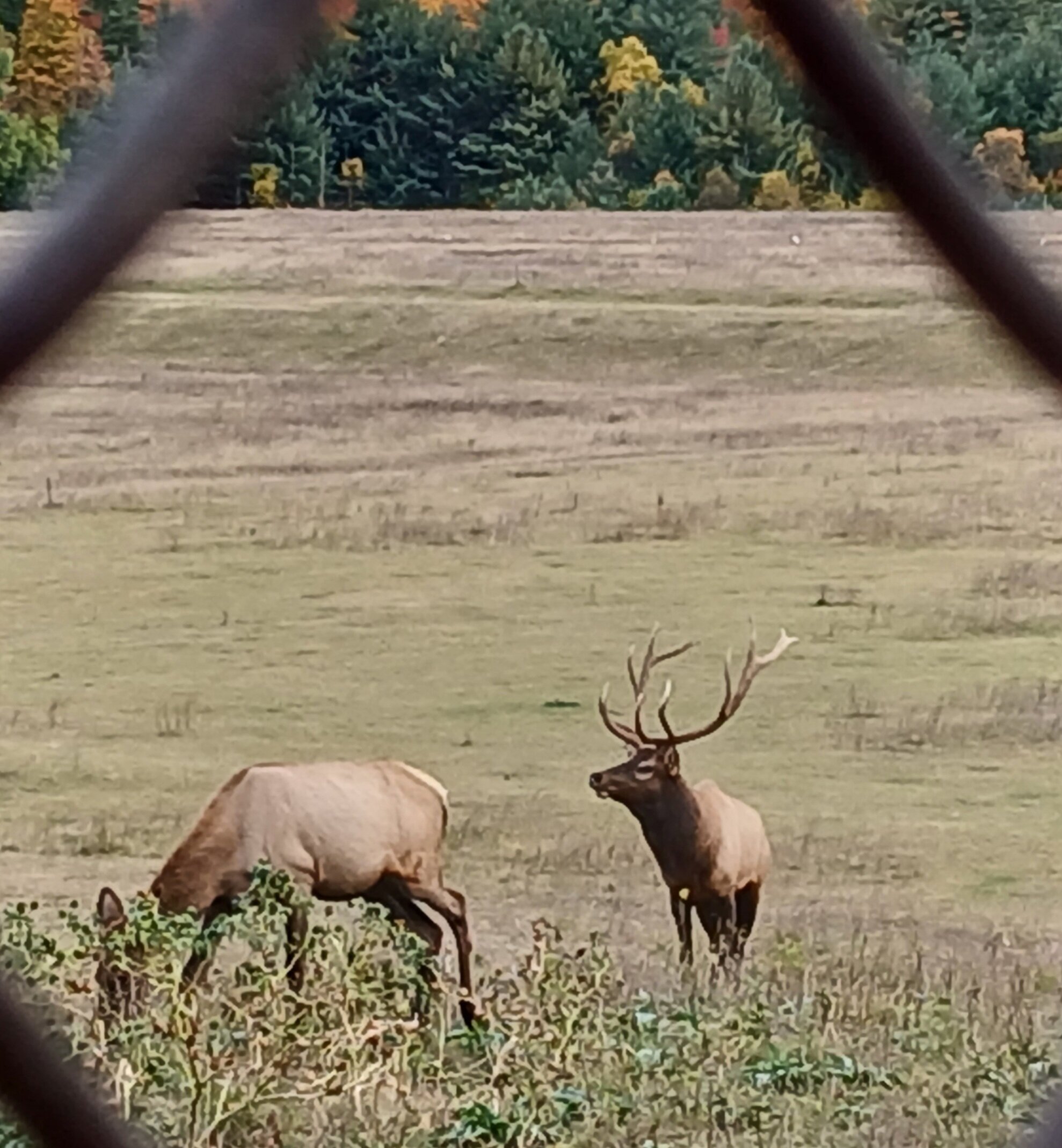 Comfort Inn & Suites-官方