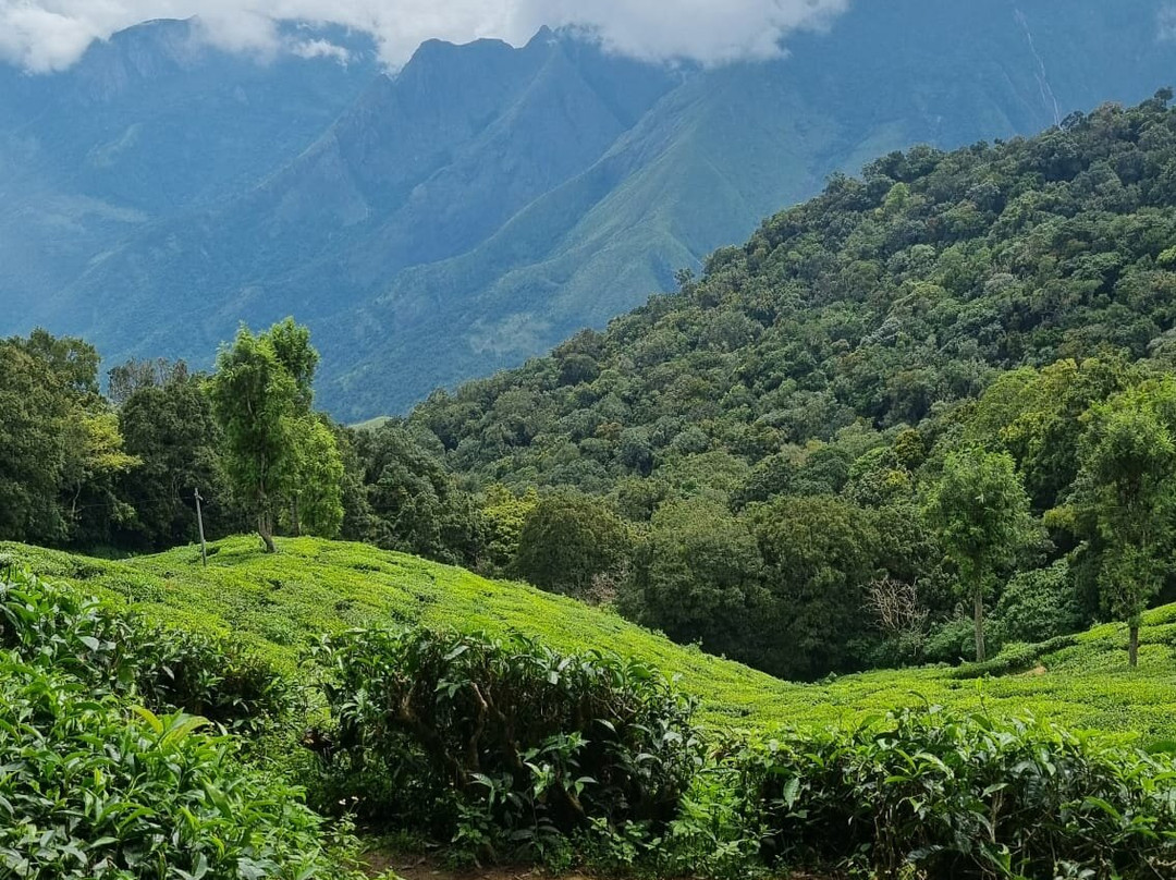 Wanders Munnar-慕那尔必去景点