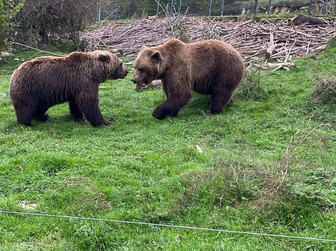 Bear Sanctuary景点图片