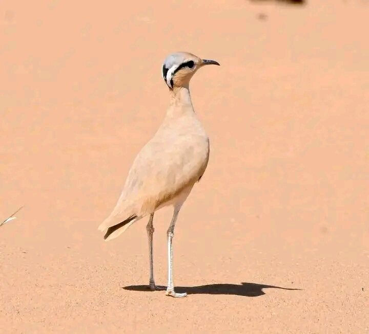 Riad Dades Birds - Lodge & Birding Tours-官方