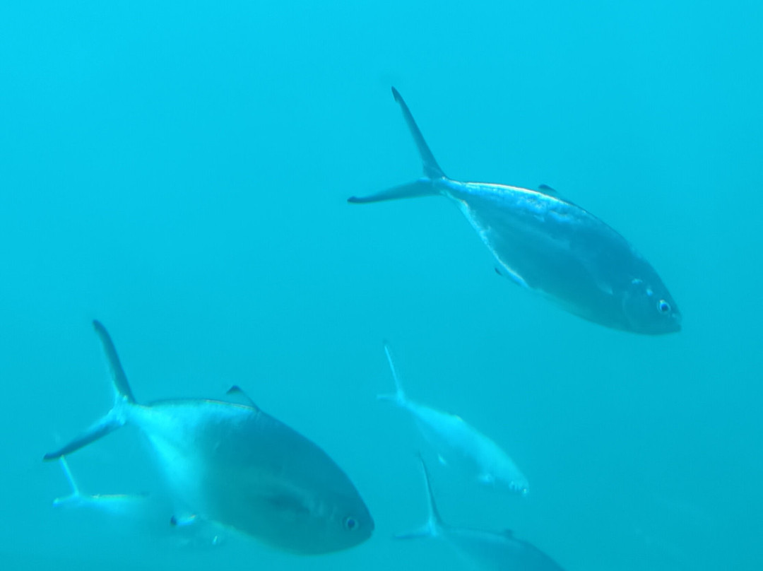 Submarine Safaris Lanzarote-卡拉罗港口必去景点