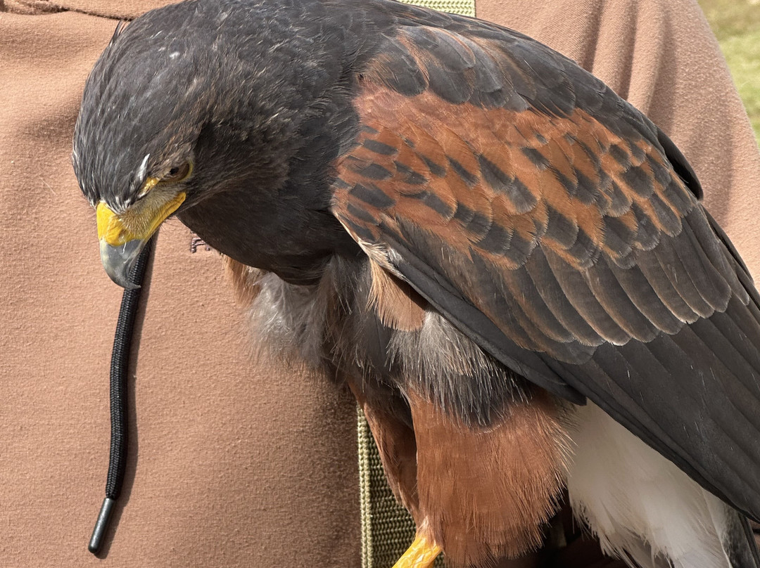 Georgia Mountain Falconry-达洛尼加必去景点