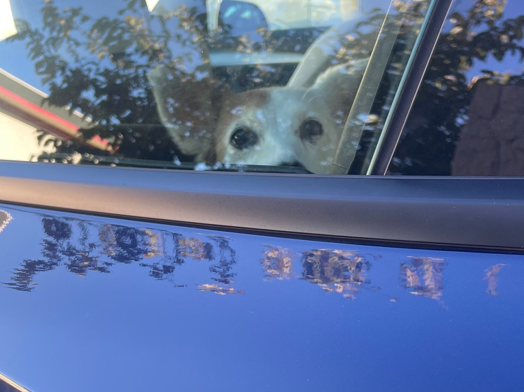 Cactus Forest Drive-图森必去景点