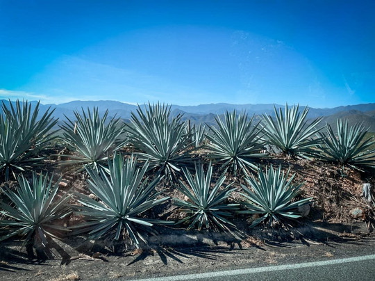 Johsept Arroyo "Travel Designer"-库斯科必去景点