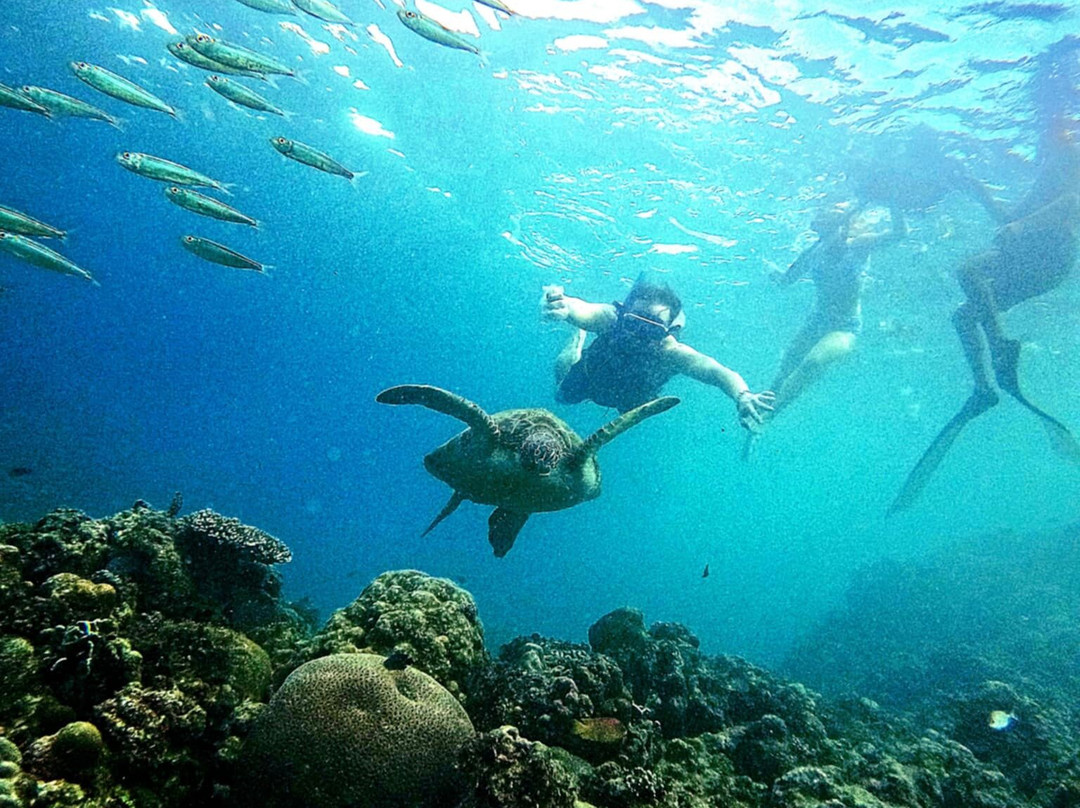 D´Gecko Hotel主图