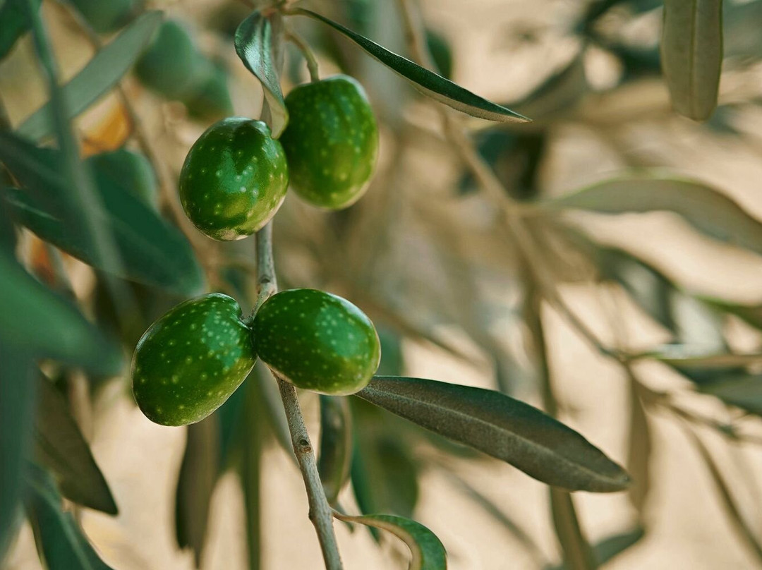 Azienda Agricola Baglio Ingardia-Paceco必去景点