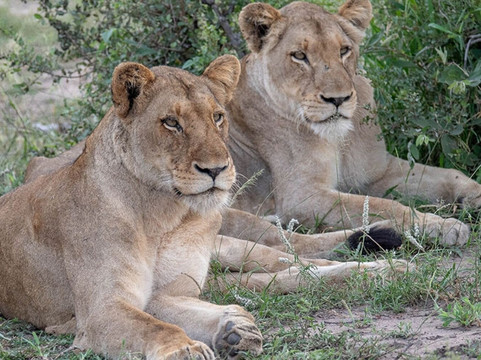 Bonobos African Safari Holidays-坎帕拉必去景点