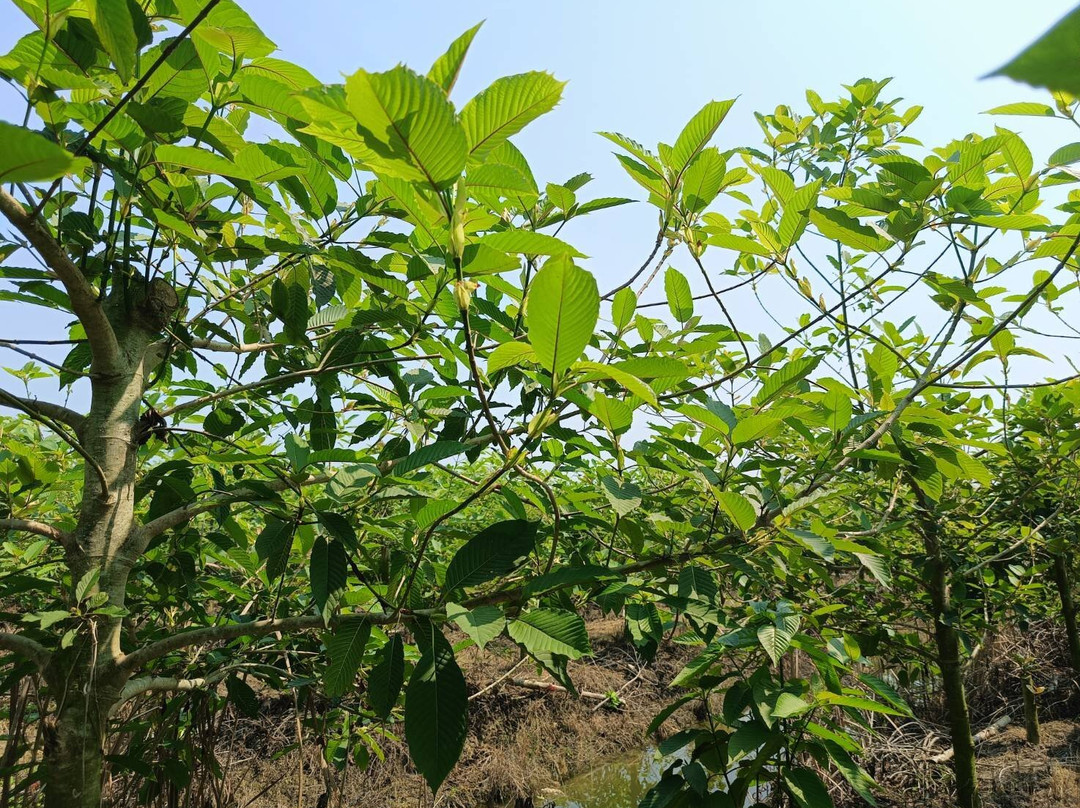 Bangkok Kratom Co., Ltd.