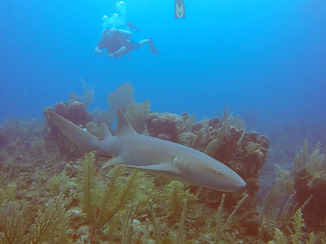 Akumal Dive Center-艾库玛尔必去景点