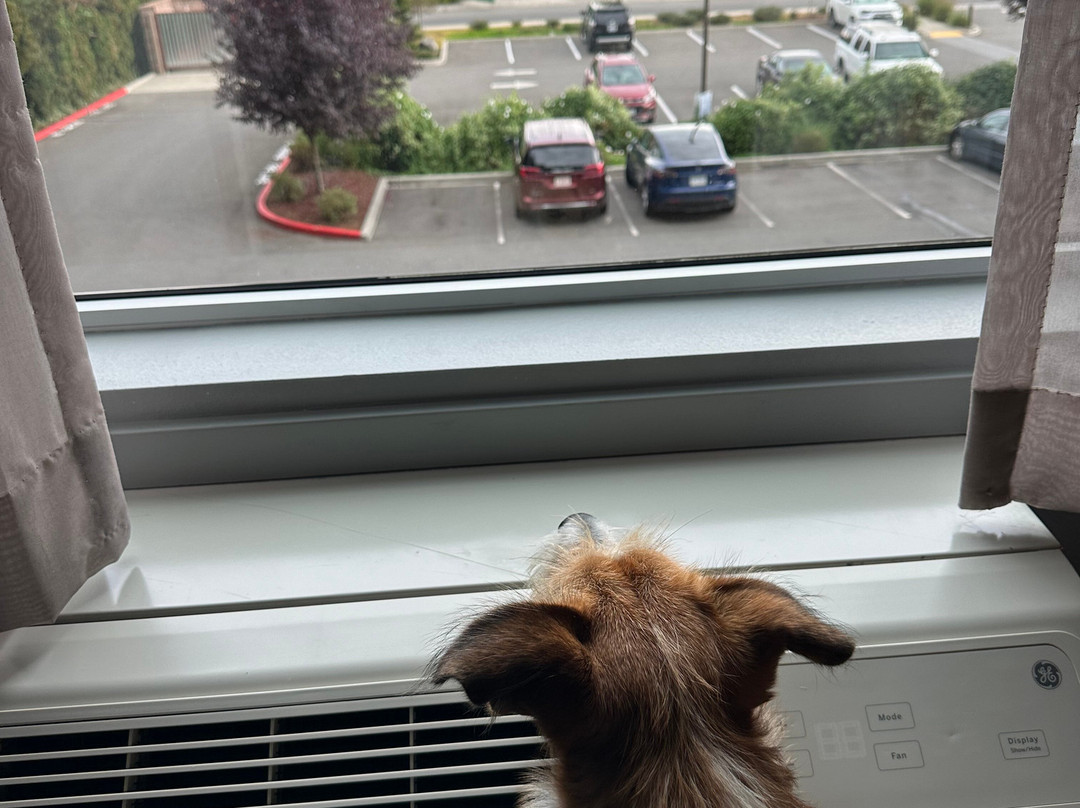 La Quinta Inn & Suites By Wyndham Marysville主图