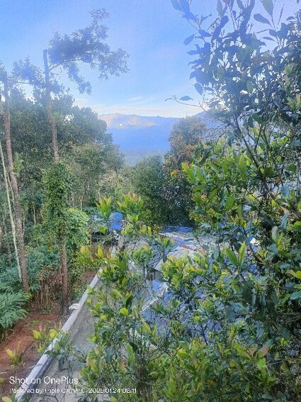 Eterno Camellia & Elettaria主图