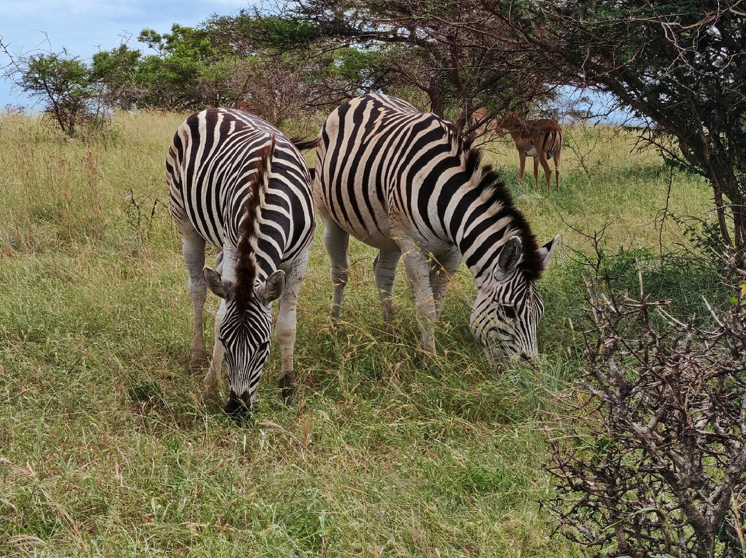 Hluhluwe - iMfolozi Park Wilderness Area景点图片