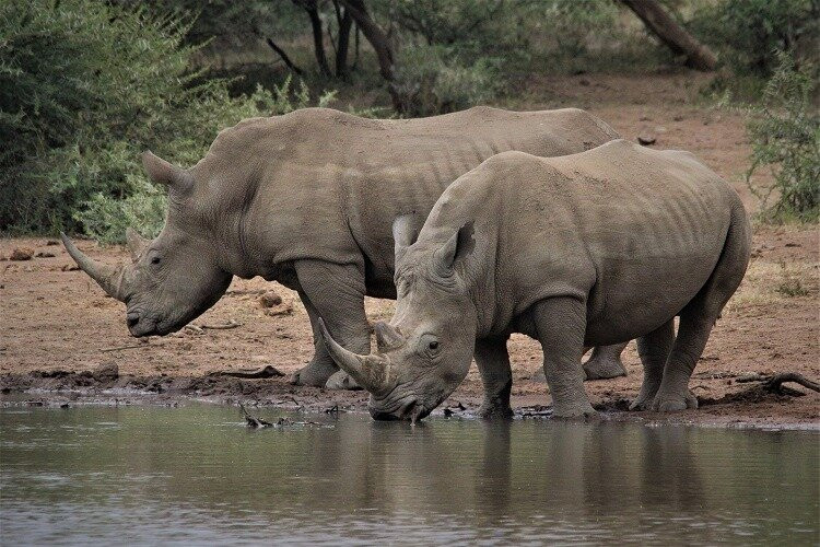 CHIKONDI SAFARIES AND TOURS-李文斯顿必去景点