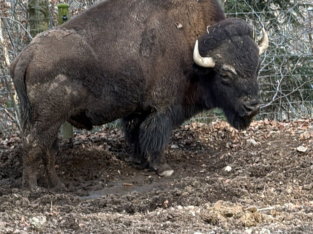 Bouillon Wildlife Park-布容必去景点