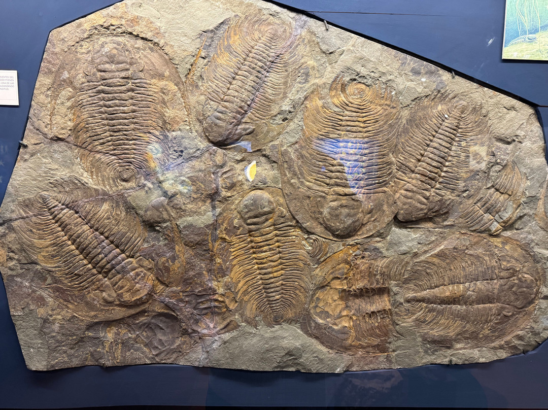 科尔加瓜博物馆-圣克鲁斯必去景点