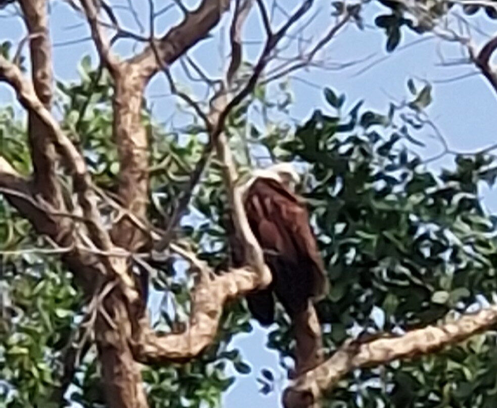 Kalametiya Bird Watching & Ecotourism景点图片