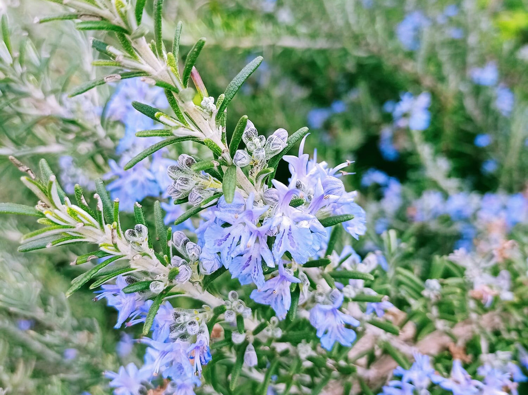 Agriturismo B&B Fiori d'Arancio主图