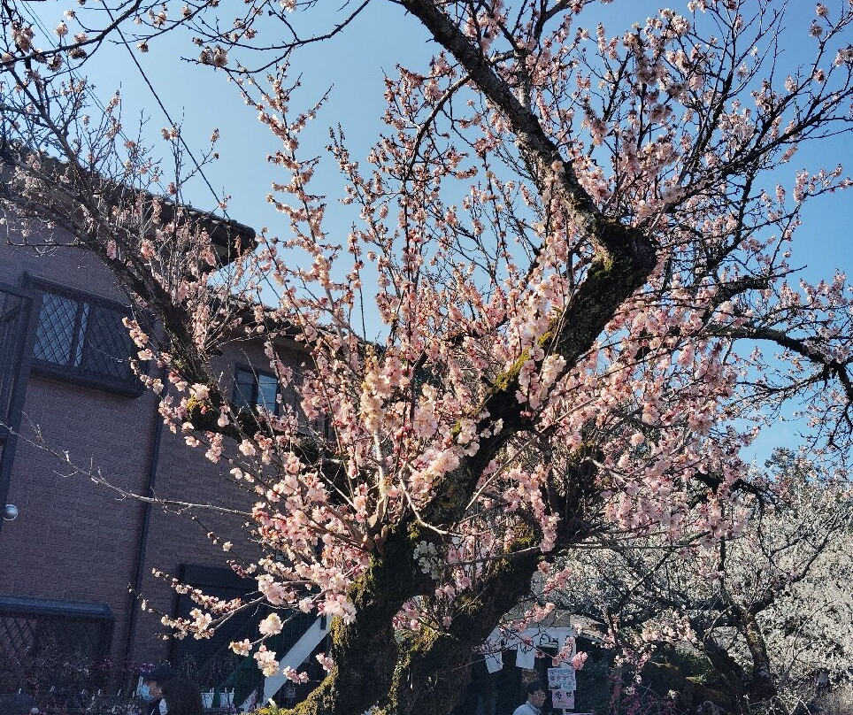 Ogose Bairin-越生町必去景点